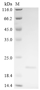 Recombinant Human Proprotein convertase subtilisin/kexin type 6 (PCSK6), partial