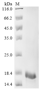 Recombinant Pig T-cell surface glycoprotein CD3 epsilon chain (CD3E), partial