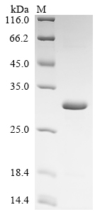 Recombinant Human Tetranectin (CLEC3B)