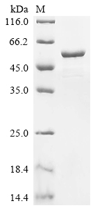 Recombinant Pongo abelii Glial fibrillary acidic protein (GFAP)