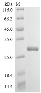 Recombinant Human Interleukin-4 receptor subunit alpha (IL4R), partial