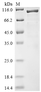 Recombinant Rat Disks large homolog 4 (Dlg4)