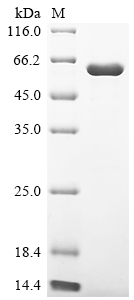 Recombinant Human Receptor-interacting serine/threonine-protein kinase 2 (RIPK2)
