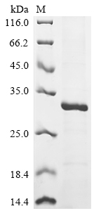 Recombinant Human Interleukin-9 (IL9)