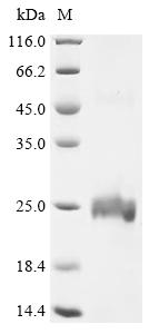 Recombinant Pig Interleukin-17A (IL17A)