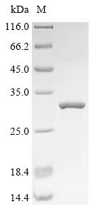 Recombinant Human Protein FAM3B (FAM3B)