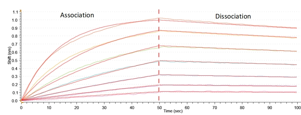 Recombinant Human Low affinity immunoglobulin gamma Fc region receptor III-A (FCGR3A)(F176V), partial (Active)