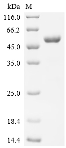 Recombinant Human Cytotoxic T-lymphocyte protein 4 (CTLA4), partial, Biotinylated