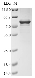 Recombinant Bat coronavirus 133/2005 Nucleoprotein (N)