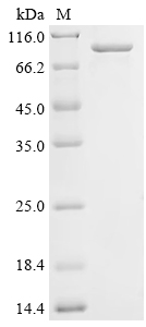 Recombinant Rat Ubiquitin carboxyl-terminal hydrolase 19 (Usp19), partial