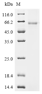 Recombinant Mouse Small proline-rich protein 2B (Sprr2b)