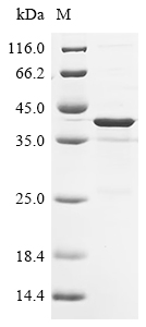Recombinant Mouse Platelet endothelial aggregation receptor 1 (Pear1), partial
