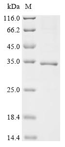 Recombinant Bothrops atrox Thrombin-like enzyme batroxobin