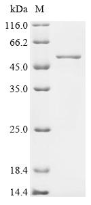 Recombinant Human Decapping and exoribonuclease protein (DXO)