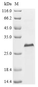 Recombinant Mouse Multiple epidermal growth factor-like domains protein 6 (Megf6), partial