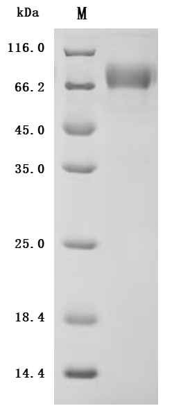 Recombinant Macaca fascicularis Dipeptidase 3 (DPEP3) (Active)