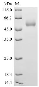 Recombinant Human Interleukin-15 (IL15), Biotinylated