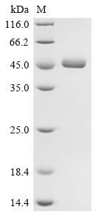 Recombinant Human Interleukin-2 (IL2), Biotinylated