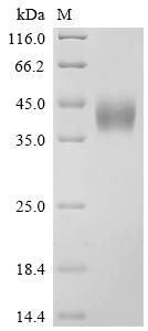 Recombinant Macaca fascicularis Low affinity immunoglobulin gamma Fc region receptor III (FCGR3A), partial, Biotinylated (Active)