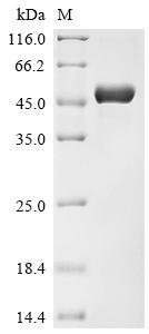 Recombinant Human CD40 ligand (CD40LG), partial, Biotinylated