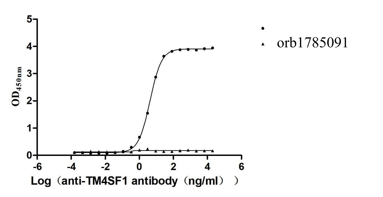 Recombinant Human Transmembrane 4 L6 family member 1 (TM4SF1)-VLPs (Active)
