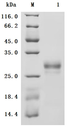 Recombinant Macaca fascicularis C-type lectin domain family 4 member C (CLEC4C), partial (Active)
