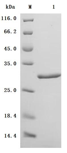 Recombinant Human Myosin regulatory light chain 12B (MYL12B) (Active)