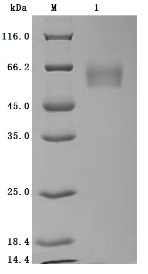 Recombinant Human Carcinoembryonic antigen-related cell adhesion molecule 8 (CEACAM8) (Active)