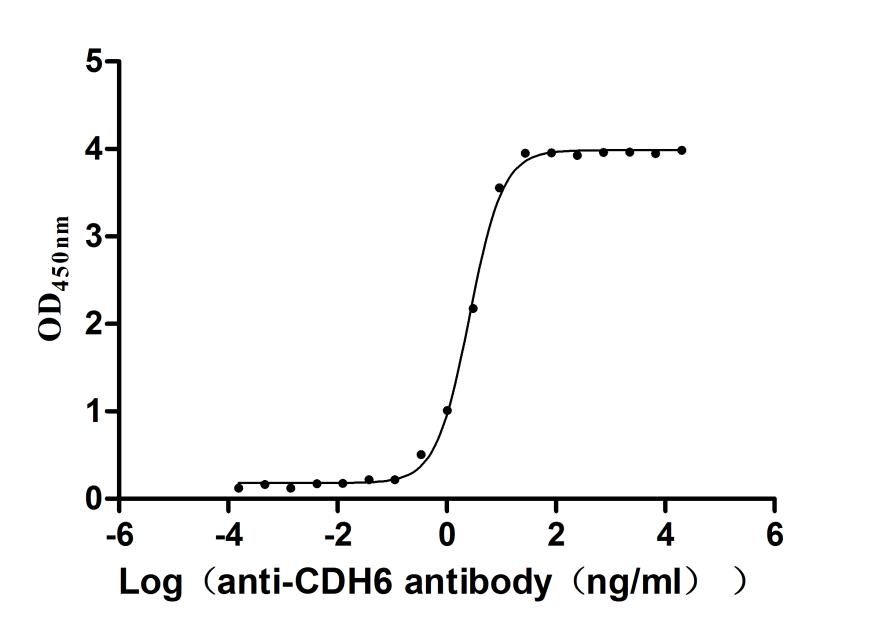 Recombinant Human Cadherin-6(CDH6), partial (Active)