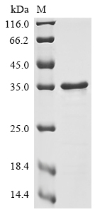 Recombinant Dengue virus type 2 Genome polyprotein (Q1642N), partial