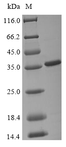 Recombinant Dengue virus 2 Genome polyprotein (T2493G,G2494S,I2762T), partial