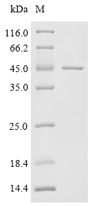 Recombinant Pig Interleukin-6 receptor subunit alpha (IL6R), partial