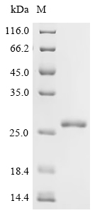 Recombinant Human Ragulator complex protein LAMTOR5 (LAMTOR5)
