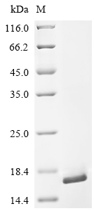Recombinant Mouse Stabilin-1 (Stab1), partial
