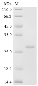 Recombinant Human Humanin-like 8 (MTRNR2L8)