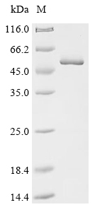 Recombinant Chicken Serpin H1 (SERPINH1)