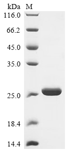 Recombinant Human Stabilin-1 (STAB1), partial