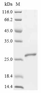 Recombinant Arabidopsis thaliana Ubiquitin-conjugating enzyme E2 1 (UBC1)