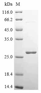 Recombinant Triticum aestivum Ubiquitin-conjugating enzyme E2 2 (UBC2)