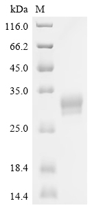 Recombinant Human Tumor necrosis factor ligand superfamily member 15 (TNFSF15), partial, Biotinylated (Active)