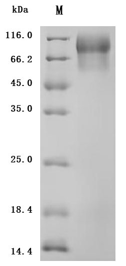 Recombinant Human Mucin-13(MUC13), partial (Active)