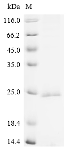 Recombinant Human Membrane-spanning 4-domains subfamily A member 4A (MS4A4A)