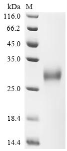Recombinant Human Low affinity immunoglobulin gamma Fc region receptor II-a (FCGR2A), partial (Active)