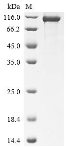 Recombinant Human Interleukin-12 receptor subunit beta-1 (IL12RB1), partial