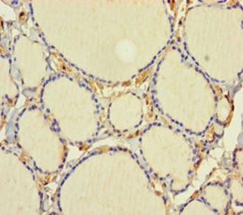 C1D Antibody