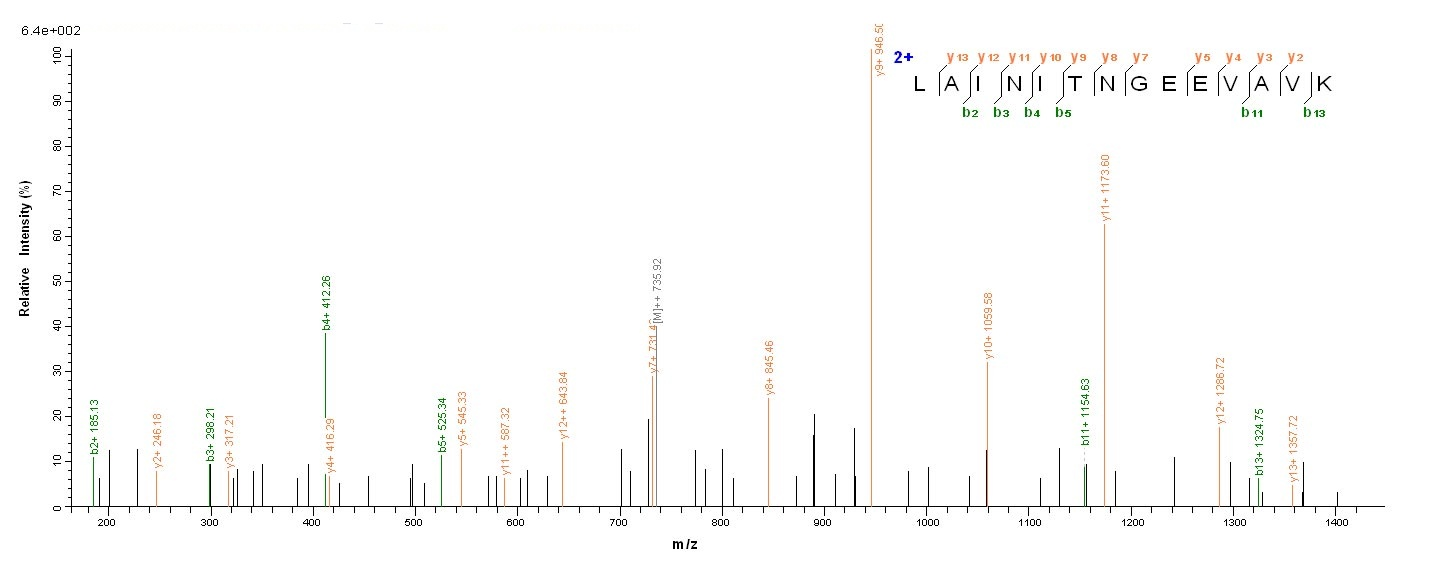 Human CSNK1A1 protein