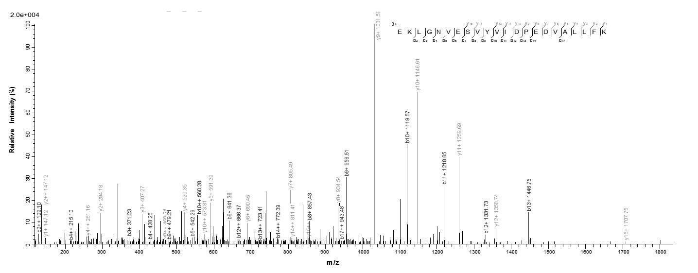 Human CYP11A1 protein