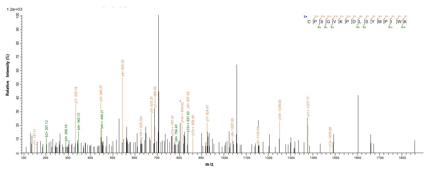 Human ERBB2 protein
