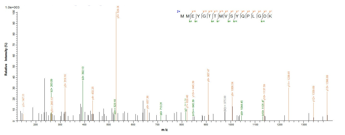 Mouse Gad2 protein