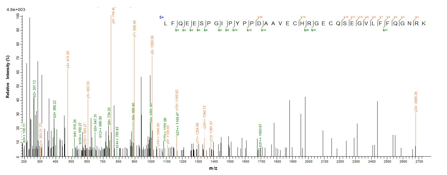 Rat Hpx protein